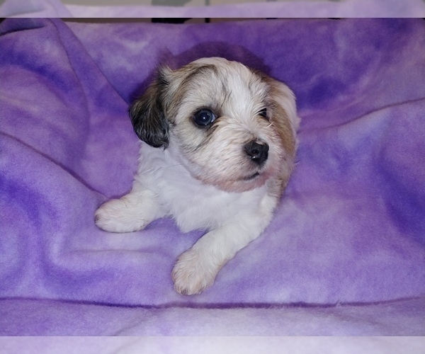Medium Photo #5 Havachon Puppy For Sale in WINSTON SALEM, NC, USA