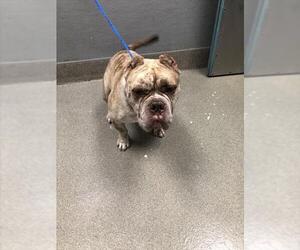 American Pit Bull Terrier-Bulldog Mix Dogs for adoption in Las Vegas, NV, USA