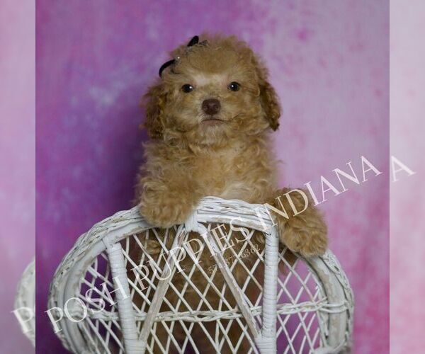 Medium Photo #75 Maltipoo (Miniature) Puppy For Sale in WARSAW, IN, USA