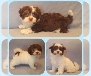 Havanese Puppy for sale in ROLLA, MO, USA