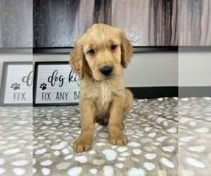 Golden Retriever Puppy for sale in INDIANAPOLIS, IN, USA