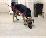 Small German Shepherd Dog