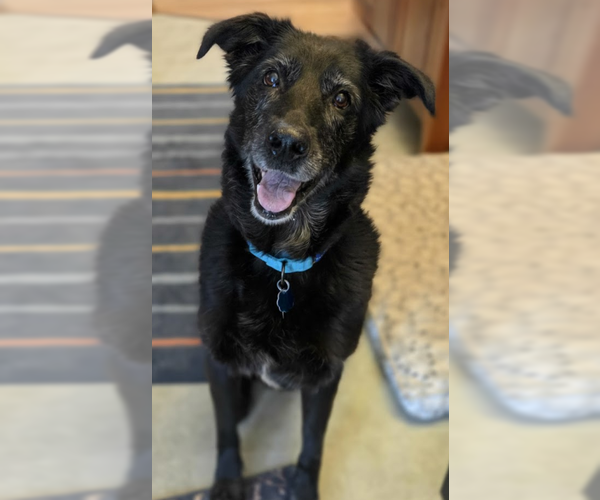 Medium Photo #14 Shepradors Puppy For Sale in Princeton, MN, USA