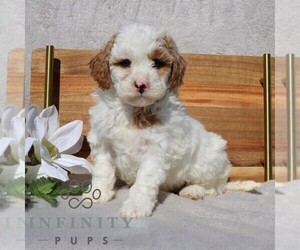 Goldendoodle (Miniature) Puppy for sale in EPHRATA, PA, USA