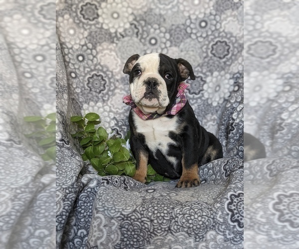 Medium Photo #4 English Bulldog Puppy For Sale in COCHRANVILLE, PA, USA