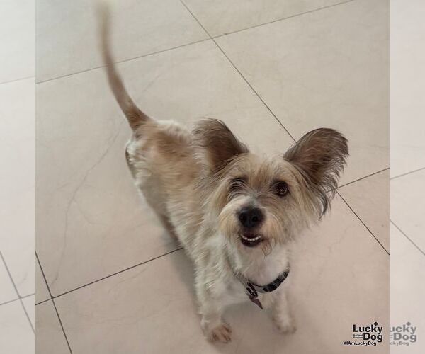 Medium Photo #4 Mutt Puppy For Sale in Washington, DC, USA