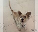 Small #3 Mutt