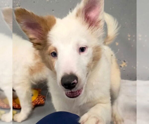 Medium Photo #1 Mutt Puppy For Sale in Dublin, OH, USA