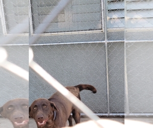 Labrador Retriever Puppy for sale in MENIFEE, CA, USA
