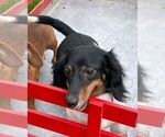 Small Photo #1 Dachshund Puppy For Sale in THORP, WI, USA