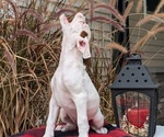 Small #6 Boxer