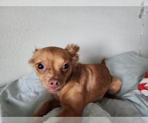 Chihuahua Dogs for adoption in San Antonio, TX, USA