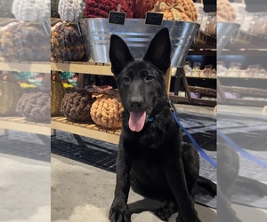 German Shepherd Dog Puppy for Sale in WACO, Texas USA