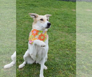 Collie-Unknown Mix Dogs for adoption in McKinney, TX, USA