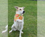 Small Collie Mix
