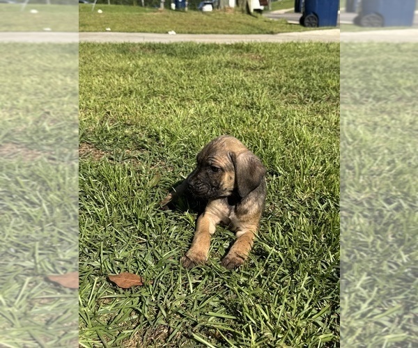 Medium Photo #2 Cane Corso Puppy For Sale in DOTHAN, AL, USA