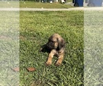 Small #1 Cane Corso