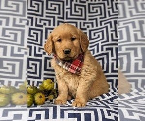 Golden Retriever Puppy for sale in OXFORD, PA, USA