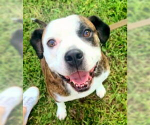 American Pit Bull Terrier-Unknown Mix Dogs for adoption in Germantown, OH, USA