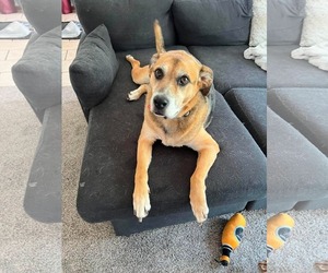 German Shepherd Dog-Unknown Mix Dogs for adoption in Overland Park, KS, USA