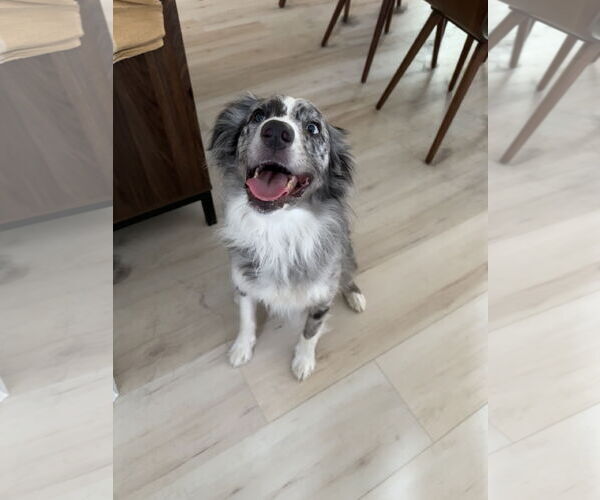 Medium Photo #3 Australian Shepherd Puppy For Sale in Dallas, TX, USA