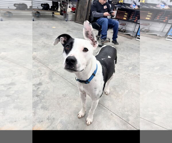 Medium Photo #1 Labrador Retriever-Staffordshire Bull Terrier Mix Puppy For Sale in Tracy City, TN, USA