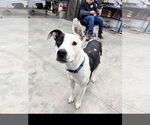 Small Labrador Retriever-Staffordshire Bull Terrier Mix