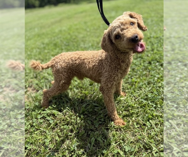 Medium Photo #1 Cavapoo (Miniature) Puppy For Sale in WEST PLAINS, MO, USA