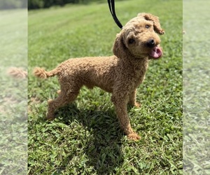 Father of the Cavapoo (Miniature) puppies born on 01/02/2026