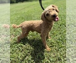 Small Photo #1 Cavapoo (Miniature) Puppy For Sale in WEST PLAINS, MO, USA