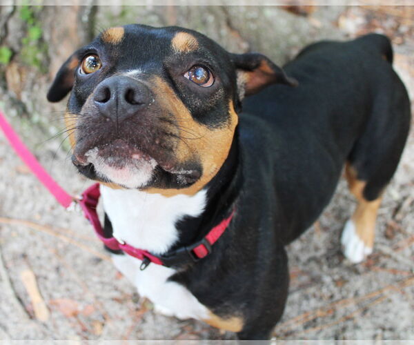 Medium Photo #12 Beabull Puppy For Sale in Dunnellon, FL, USA