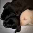 Small Photo #6 Labrador Retriever Puppy For Sale in SAND LAKE, MI, USA