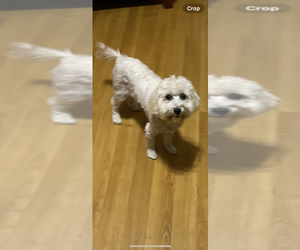 Maltipoo Puppy for sale in TIFTON, GA, USA