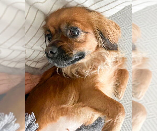 Medium Photo #3 - Mix Puppy For Sale in Corona, CA, USA