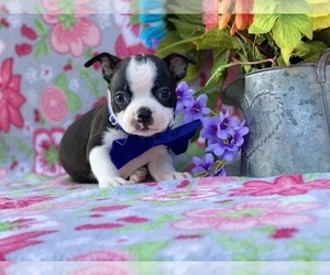 Boston Terrier Puppy for sale in LANCASTER, PA, USA