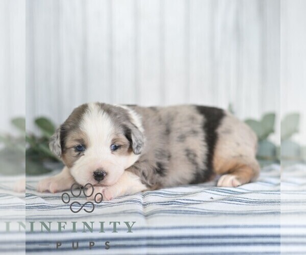 Medium Photo #6 Miniature Australian Shepherd Puppy For Sale in REBERSBURG, PA, USA