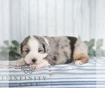Small #5 Miniature Australian Shepherd