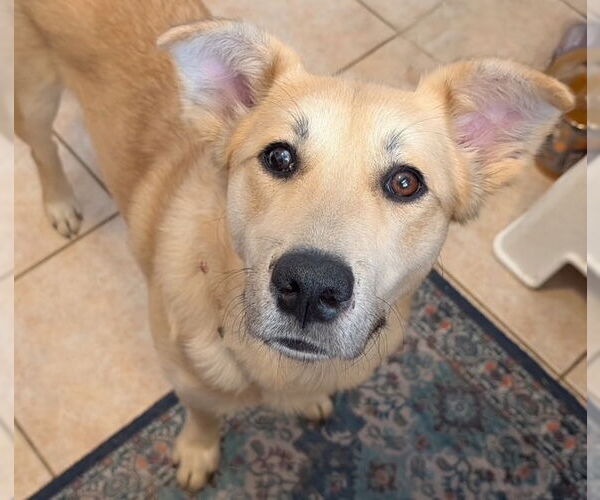 Medium Photo #8 Golden Retriever-Unknown Mix Puppy For Sale in Brooklyn Center, MN, USA