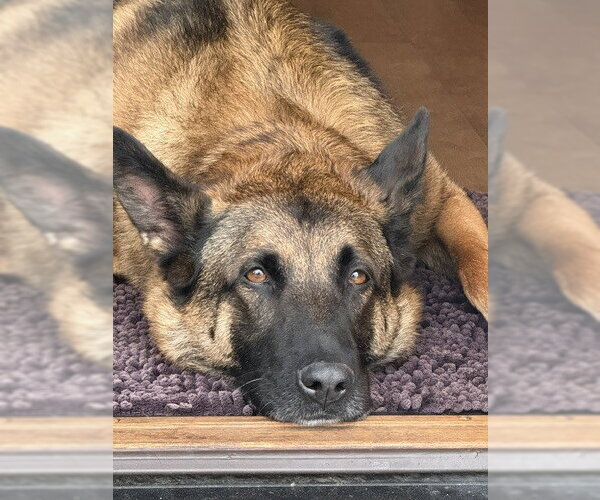 Medium Photo #5 German Shepherd Dog-Unknown Mix Puppy For Sale in Imlay City, MI, USA