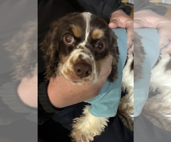 Medium Photo #5 Cocker Spaniel Puppy For Sale in St. Louis Park, MN, USA