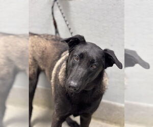 Mutt Dogs for adoption in Las Vegas, NV, USA