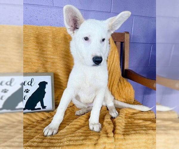 Medium Photo #3 Unknown-white german shepherd Mix Puppy For Sale in Genesee, WI, USA