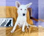 Small #2 white german shepherd Mix