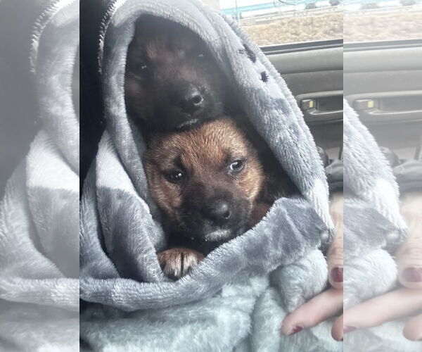 Medium Photo #10 Mutt Puppy For Sale in Laramie, WY, USA