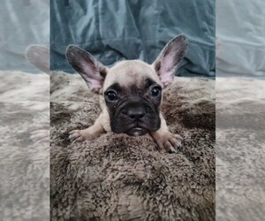 French Bulldog Puppy for sale in LEMOORE, CA, USA