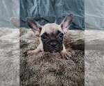 Small French Bulldog