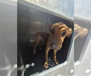 Golden Retriever-Unknown Mix Dogs for adoption in San Antonio, TX, USA