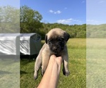Puppy Lil J Mastiff
