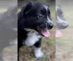 Small Photo #7 Australian Shepherd Puppy For Sale in MATTHEWS, NC, USA