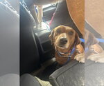 Small Photo #2 Labbe Puppy For Sale in Oakhurst, NJ, USA